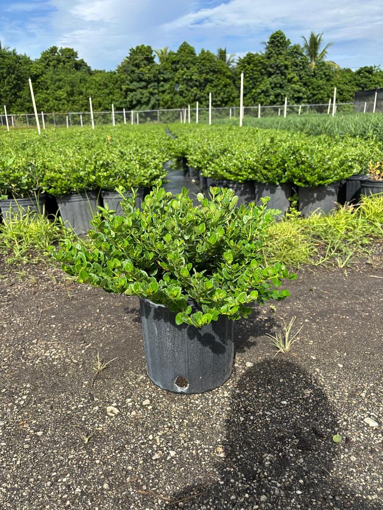 carissa-macrocarpa-emerald-blanket-natal-plum-carissa-grandiflora