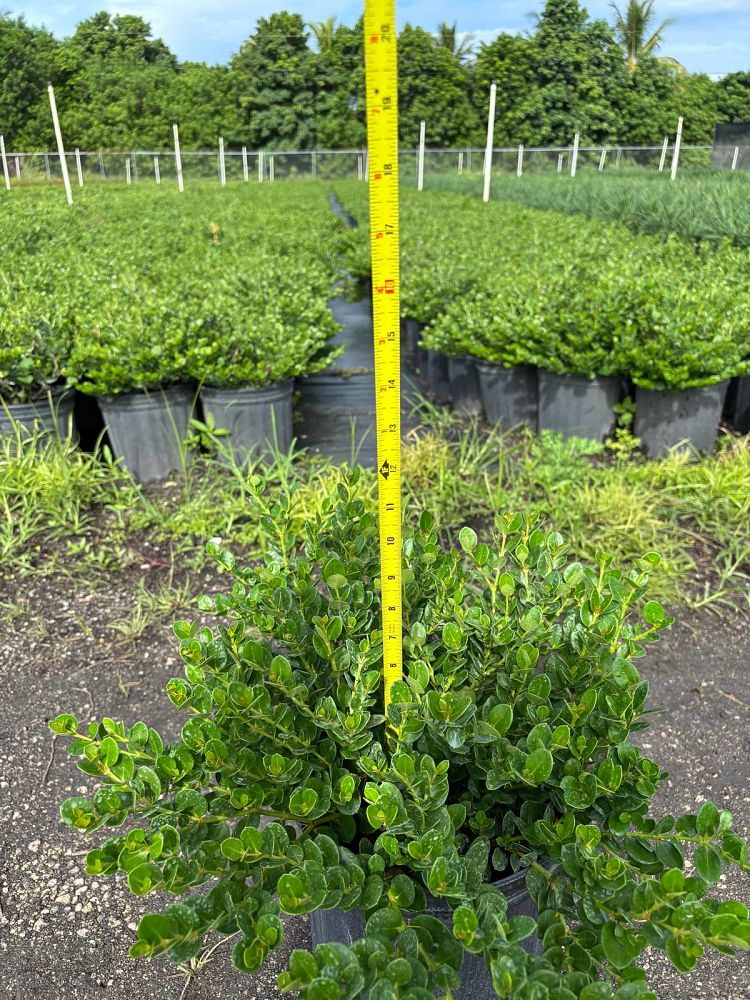 carissa-macrocarpa-emerald-blanket-natal-plum-carissa-grandiflora