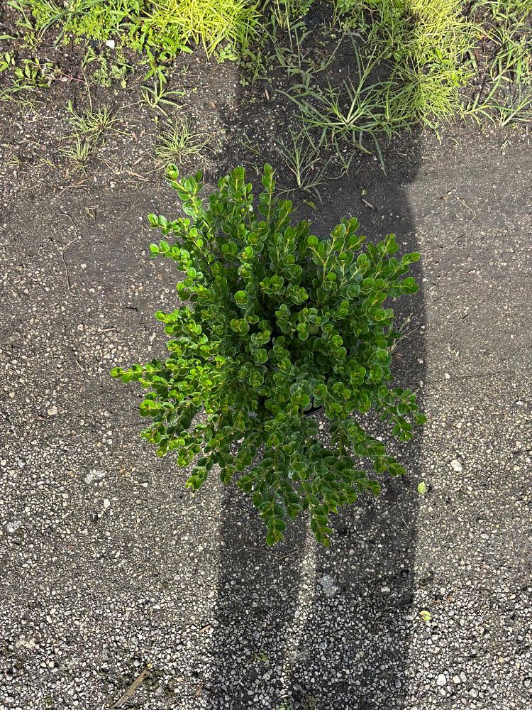 carissa-macrocarpa-emerald-blanket-natal-plum-carissa-grandiflora