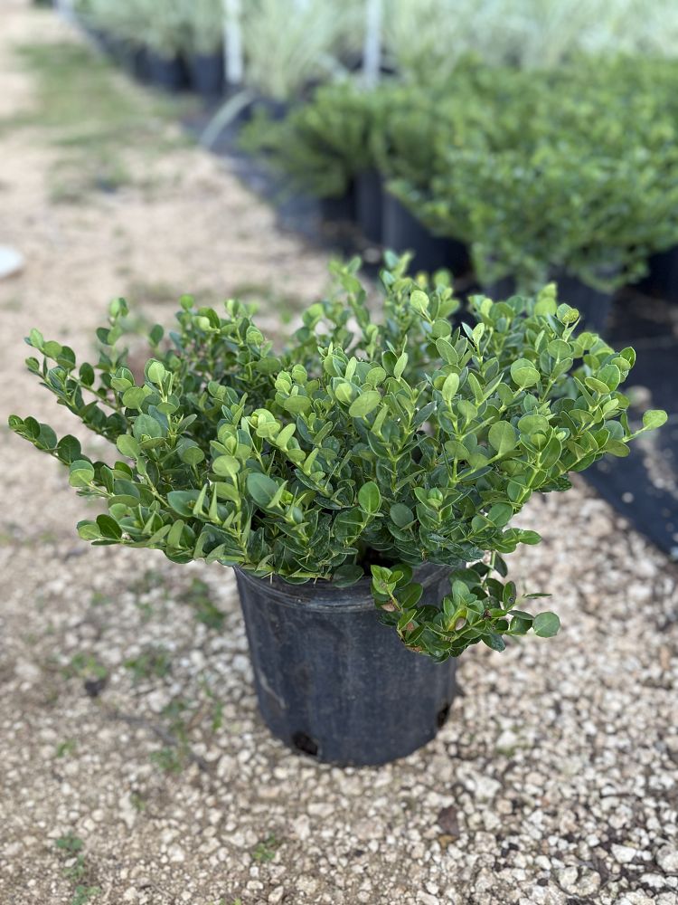 carissa-macrocarpa-emerald-blanket-natal-plum-carissa-grandiflora