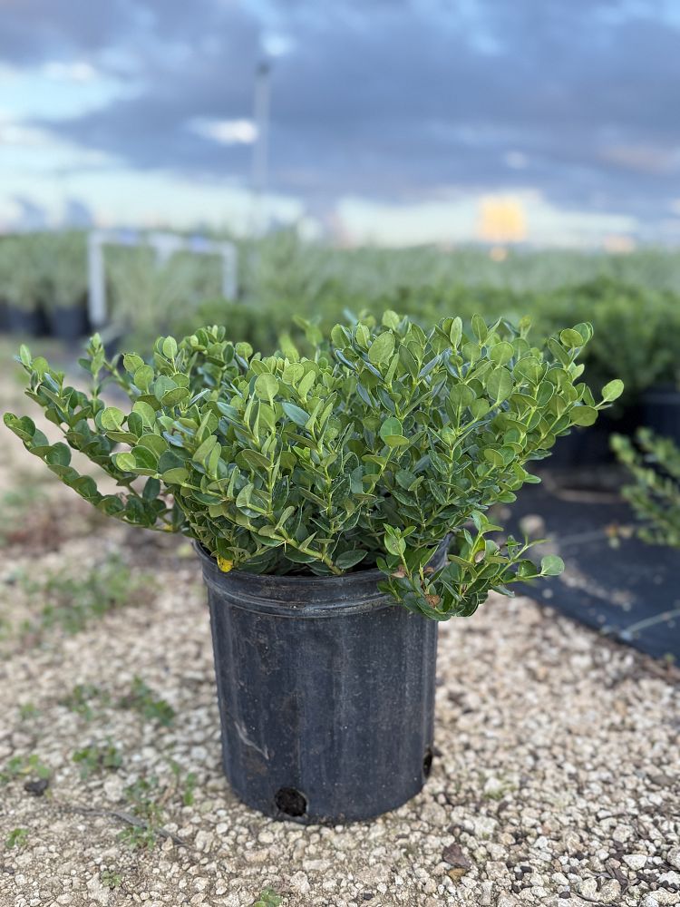 carissa-macrocarpa-emerald-blanket-natal-plum-carissa-grandiflora