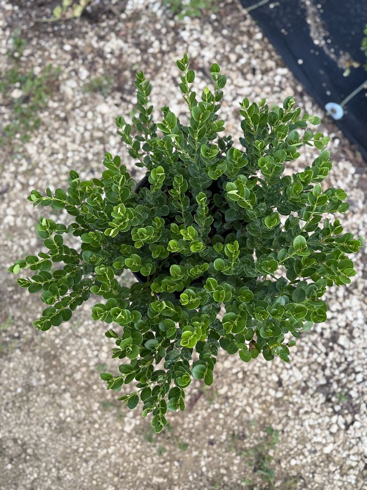 carissa-macrocarpa-emerald-blanket-natal-plum-carissa-grandiflora