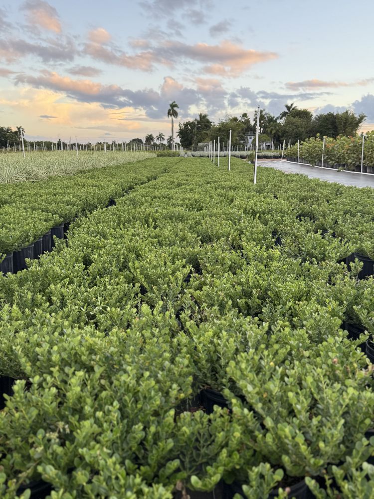 carissa-macrocarpa-emerald-blanket-natal-plum-carissa-grandiflora