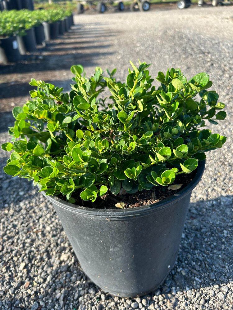 carissa-macrocarpa-emerald-blanket-natal-plum-carissa-grandiflora