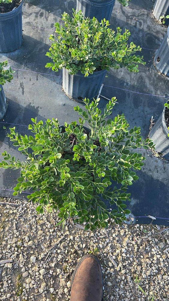 carissa-macrocarpa-emerald-blanket-natal-plum-carissa-grandiflora