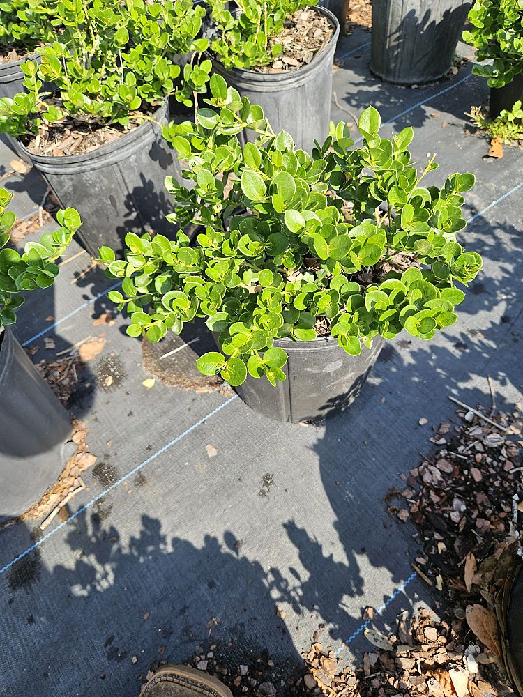 carissa-macrocarpa-emerald-blanket-natal-plum-carissa-grandiflora