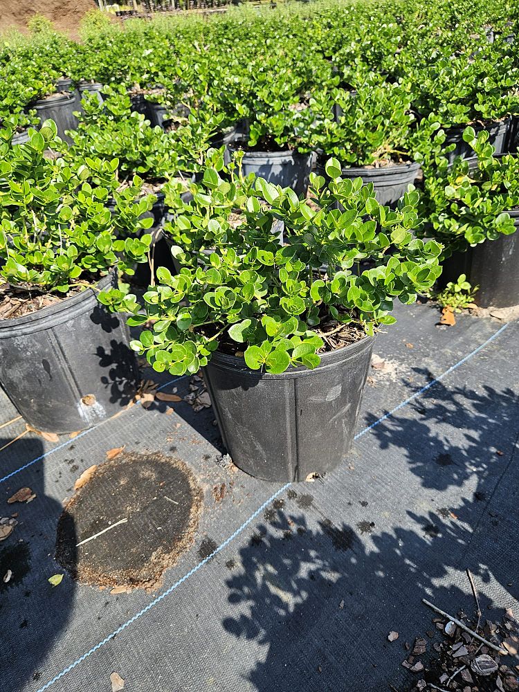 carissa-macrocarpa-emerald-blanket-natal-plum-carissa-grandiflora