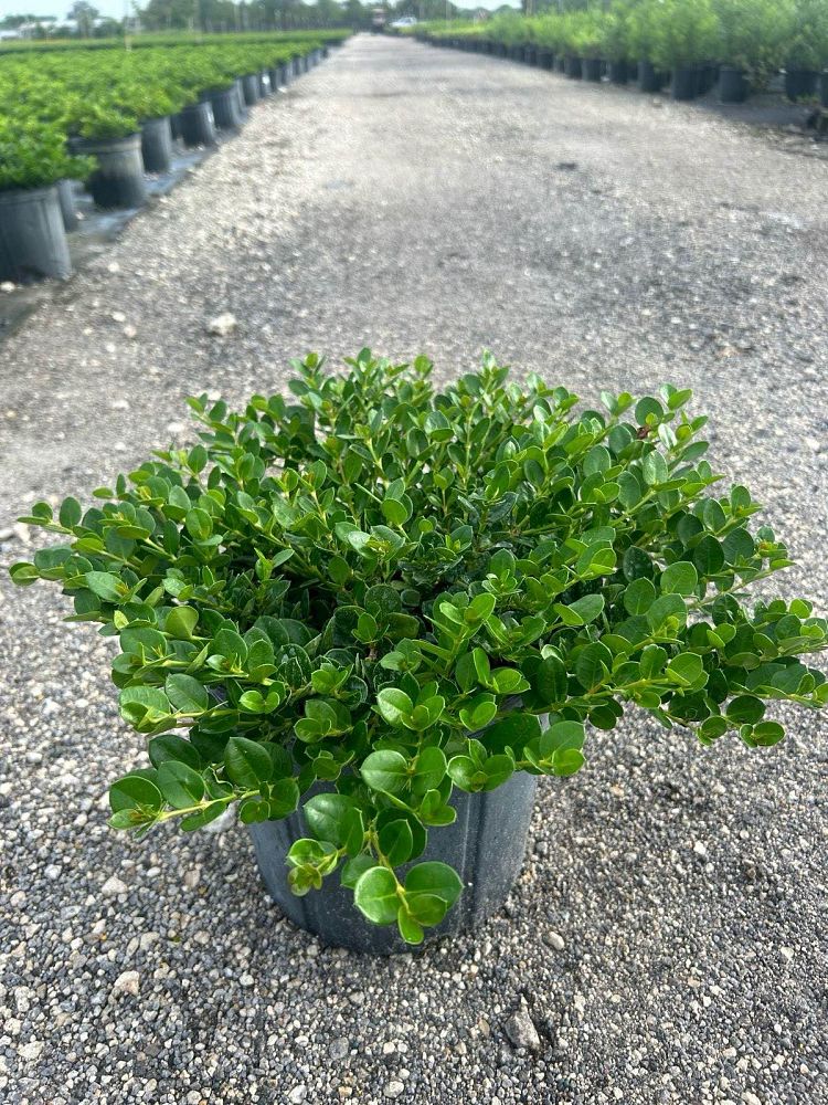carissa-macrocarpa-emerald-blanket-natal-plum-carissa-grandiflora