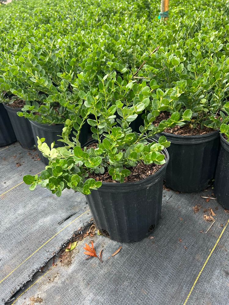 carissa-macrocarpa-emerald-blanket-natal-plum-carissa-grandiflora