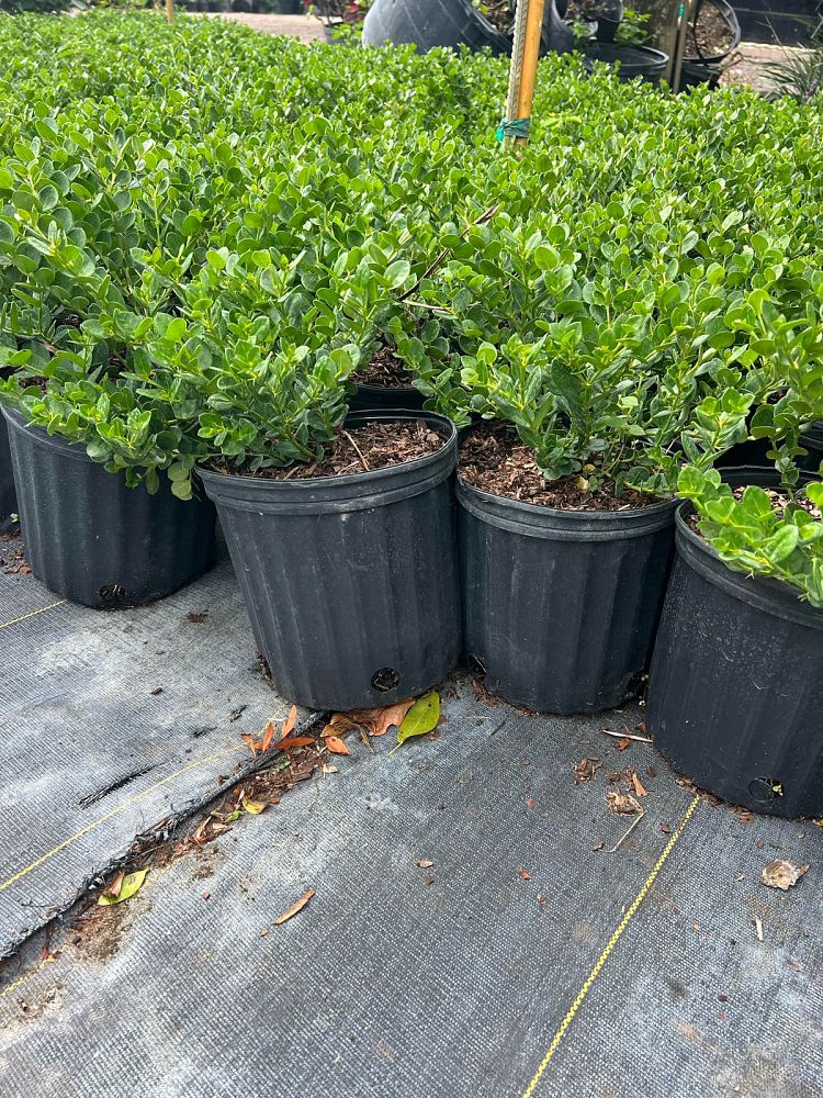 carissa-macrocarpa-emerald-blanket-natal-plum-carissa-grandiflora