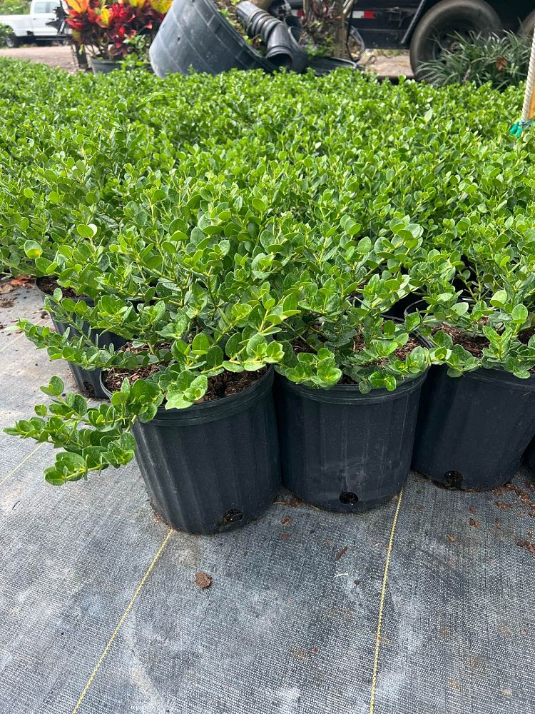 carissa-macrocarpa-emerald-blanket-natal-plum-carissa-grandiflora