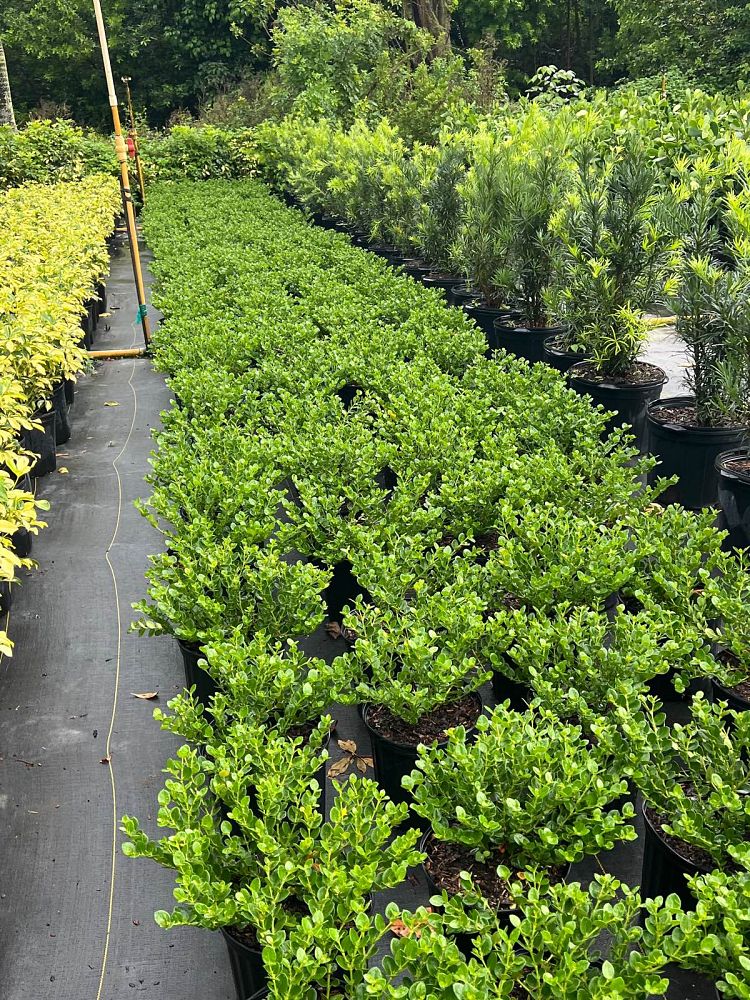 carissa-macrocarpa-emerald-blanket-natal-plum-carissa-grandiflora