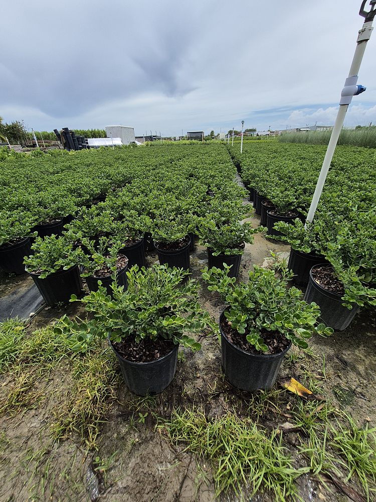 carissa-macrocarpa-emerald-blanket-natal-plum-carissa-grandiflora