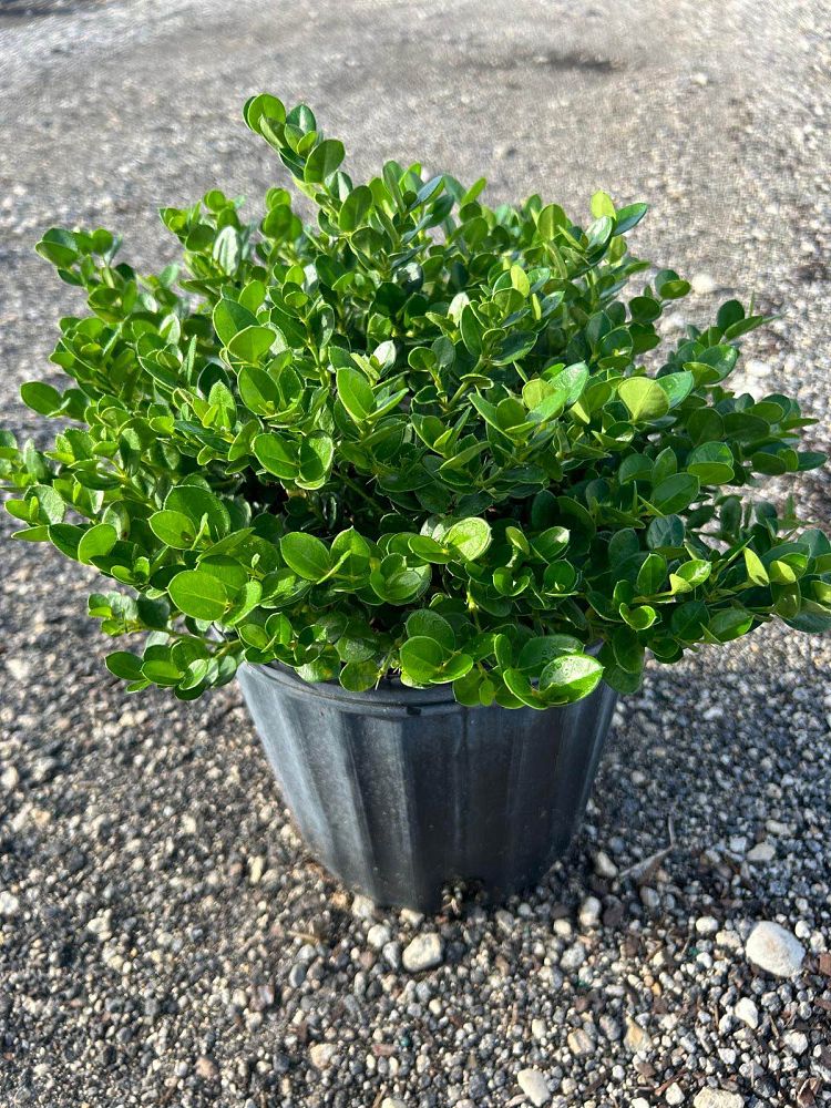 carissa-macrocarpa-emerald-blanket-natal-plum-carissa-grandiflora