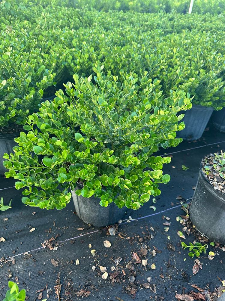 carissa-macrocarpa-emerald-blanket-natal-plum-carissa-grandiflora