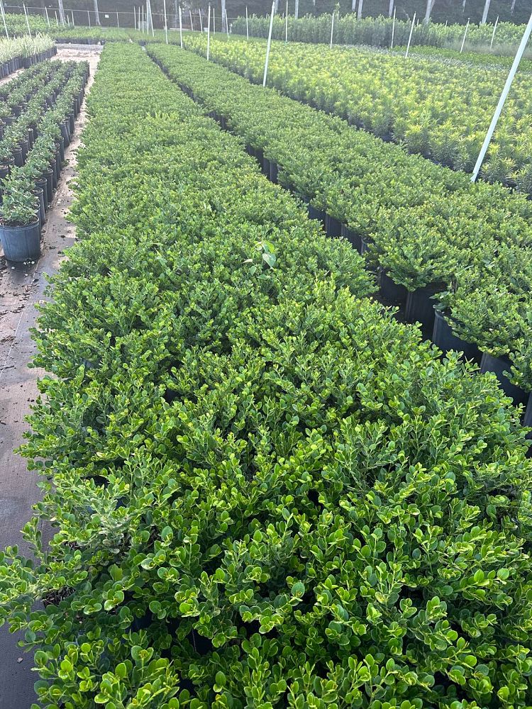 carissa-macrocarpa-emerald-blanket-natal-plum-carissa-grandiflora