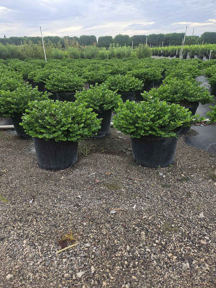 carissa-macrocarpa-emerald-blanket-natal-plum-carissa-grandiflora
