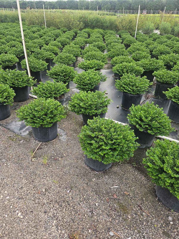 carissa-macrocarpa-emerald-blanket-natal-plum-carissa-grandiflora