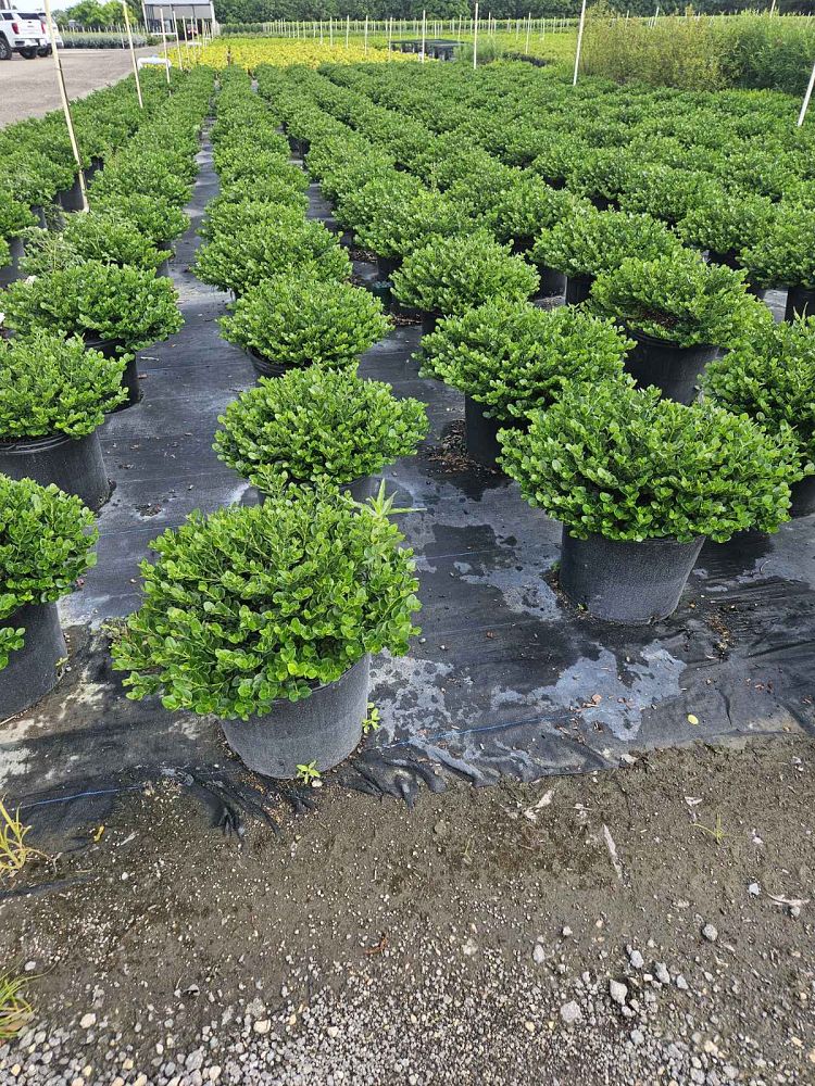 carissa-macrocarpa-emerald-blanket-natal-plum-carissa-grandiflora
