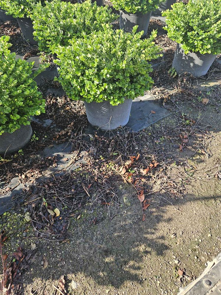 carissa-macrocarpa-emerald-blanket-natal-plum-carissa-grandiflora