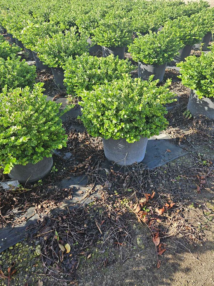 carissa-macrocarpa-emerald-blanket-natal-plum-carissa-grandiflora