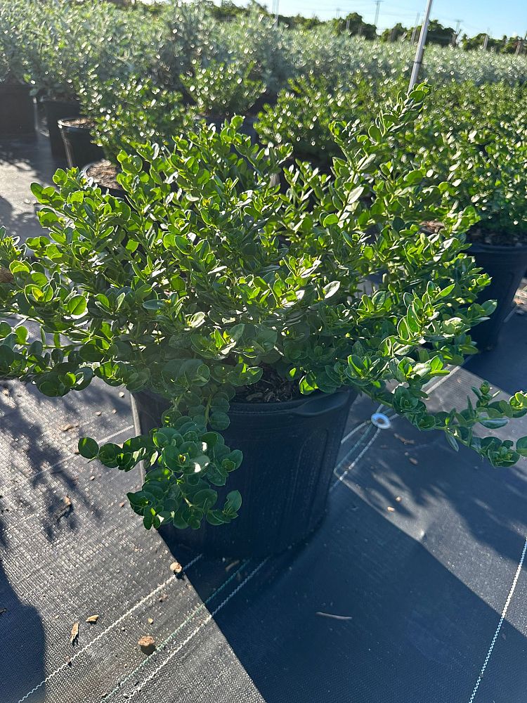 carissa-macrocarpa-emerald-blanket-natal-plum-carissa-grandiflora