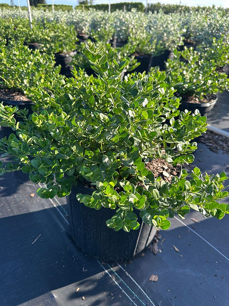 carissa-macrocarpa-emerald-blanket-natal-plum-carissa-grandiflora