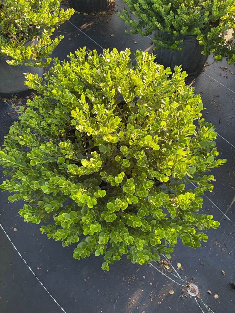 carissa-macrocarpa-emerald-blanket-natal-plum-carissa-grandiflora