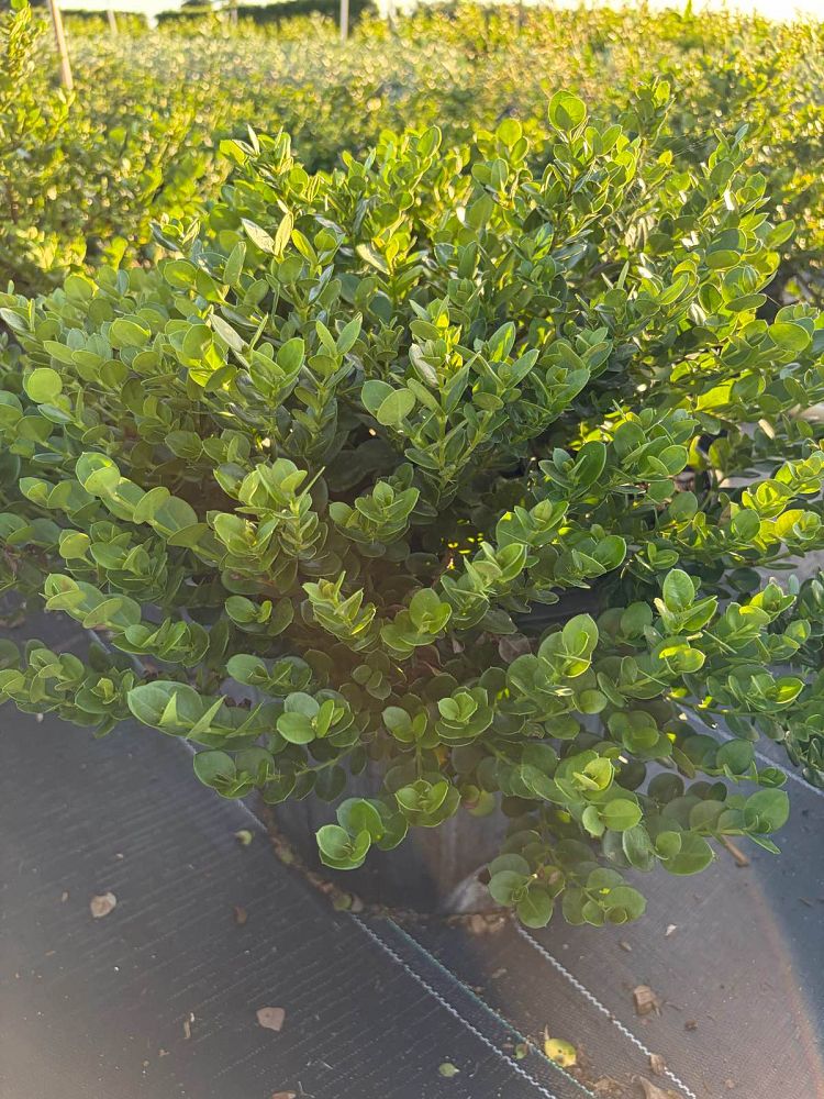 carissa-macrocarpa-emerald-blanket-natal-plum-carissa-grandiflora