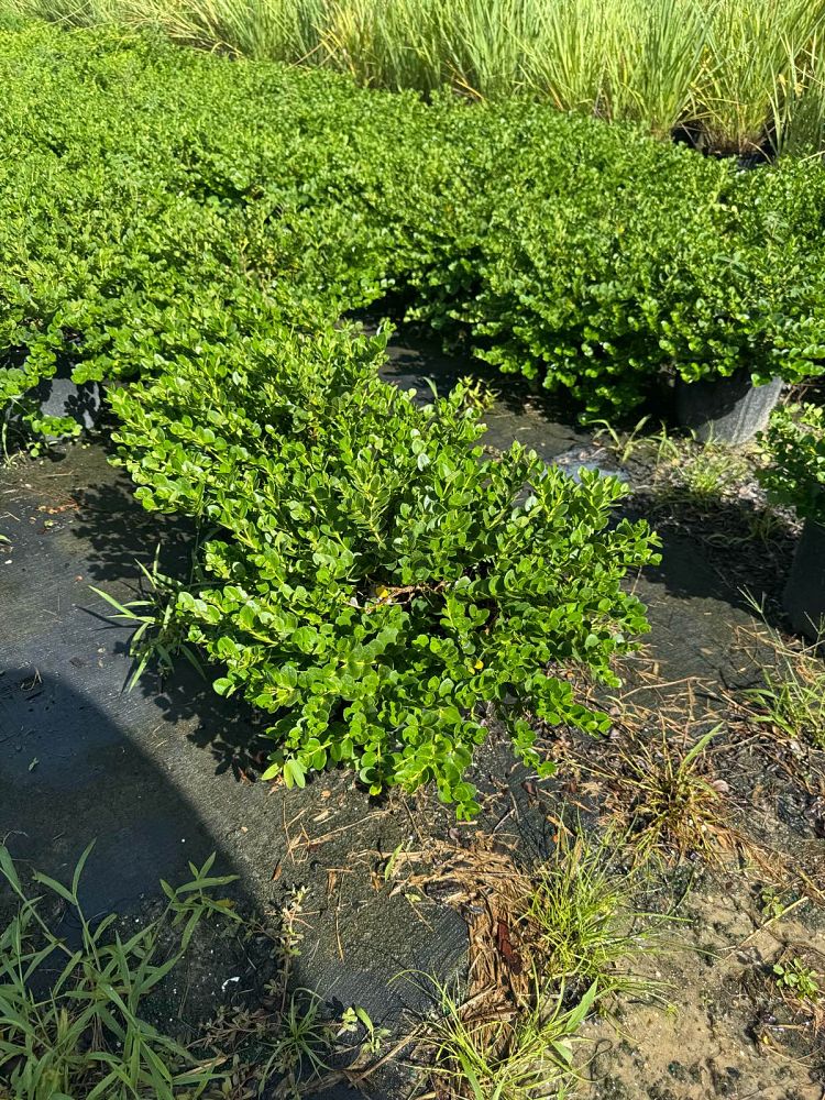 carissa-macrocarpa-emerald-blanket-natal-plum-carissa-grandiflora