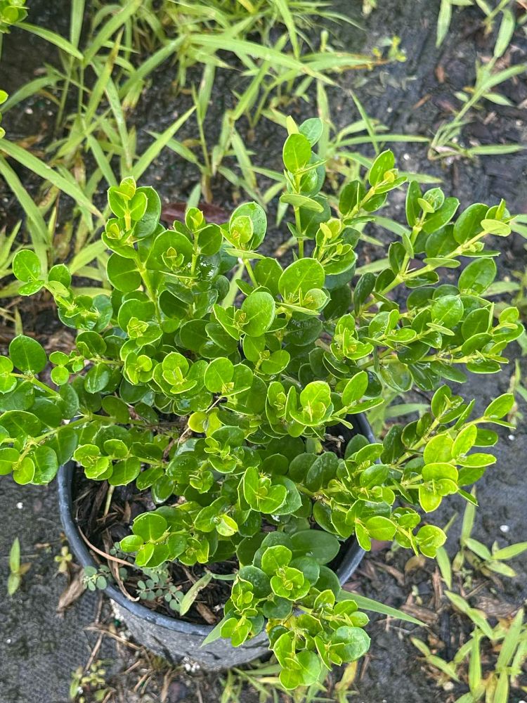 carissa-macrocarpa-emerald-blanket-natal-plum-carissa-grandiflora