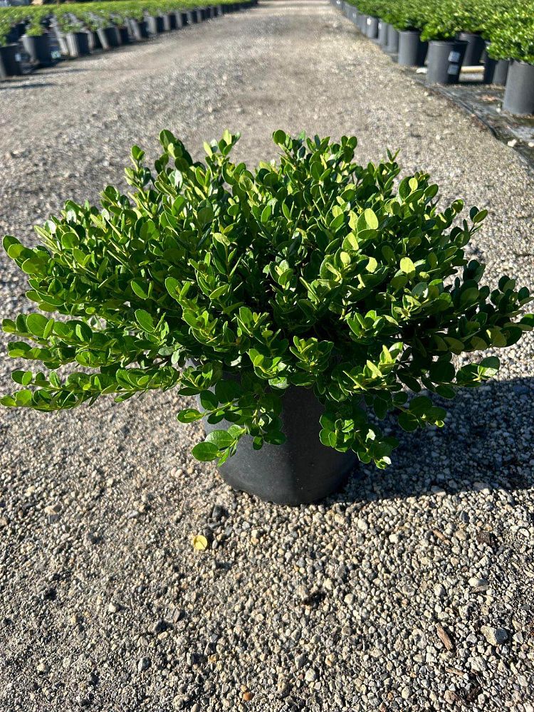 carissa-macrocarpa-emerald-blanket-natal-plum-carissa-grandiflora