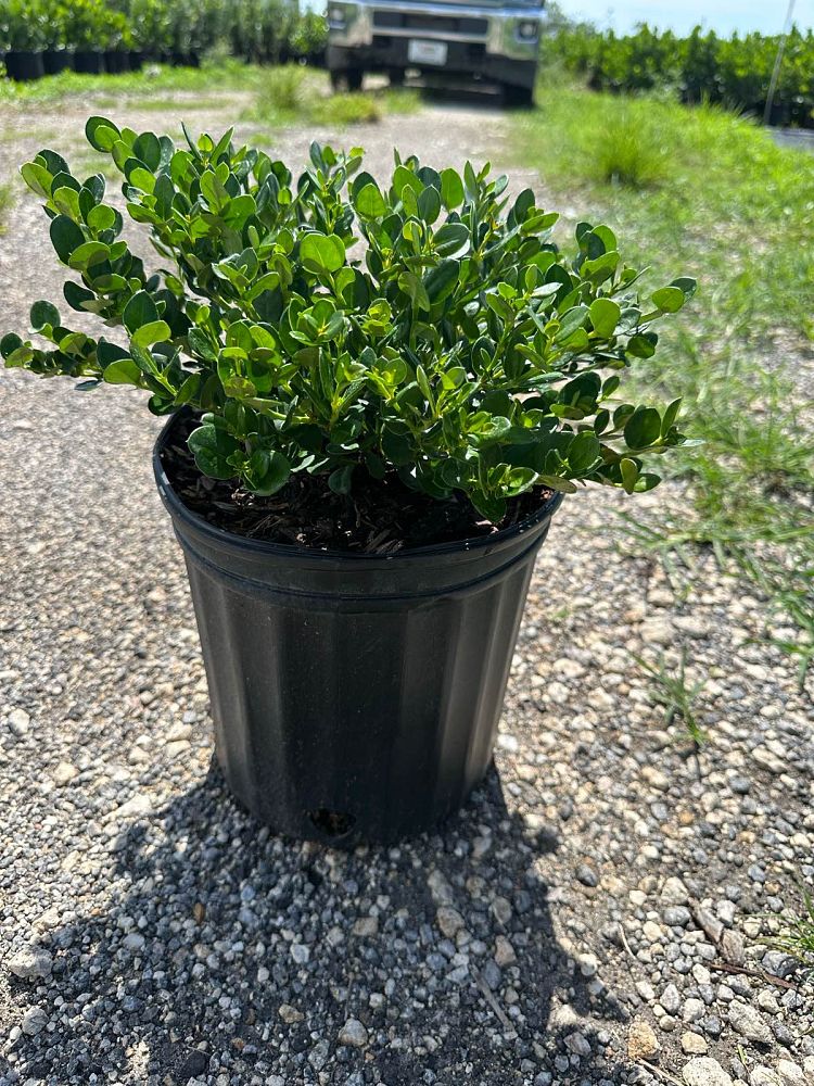 carissa-macrocarpa-emerald-blanket-natal-plum-carissa-grandiflora