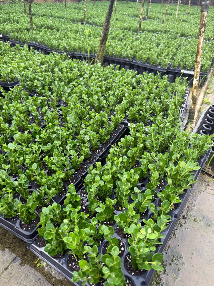 carissa-macrocarpa-emerald-blanket-natal-plum-carissa-grandiflora