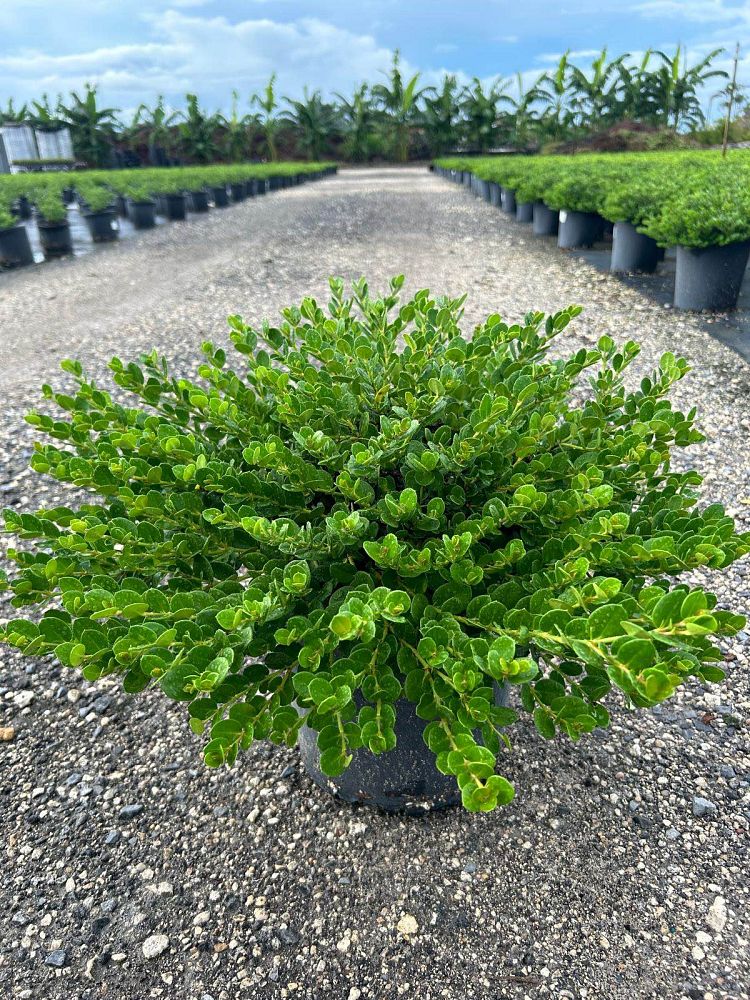 carissa-macrocarpa-emerald-blanket-natal-plum-carissa-grandiflora