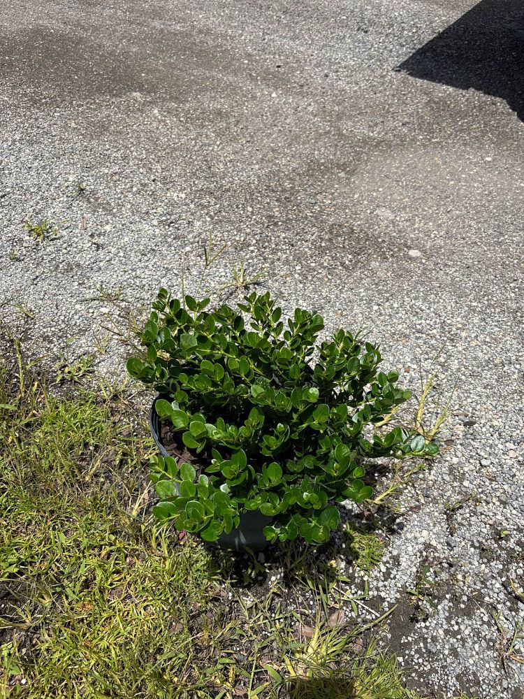 carissa-macrocarpa-emerald-blanket-natal-plum-carissa-grandiflora
