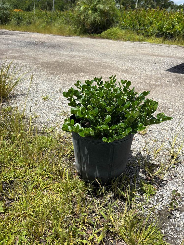 carissa-macrocarpa-emerald-blanket-natal-plum-carissa-grandiflora