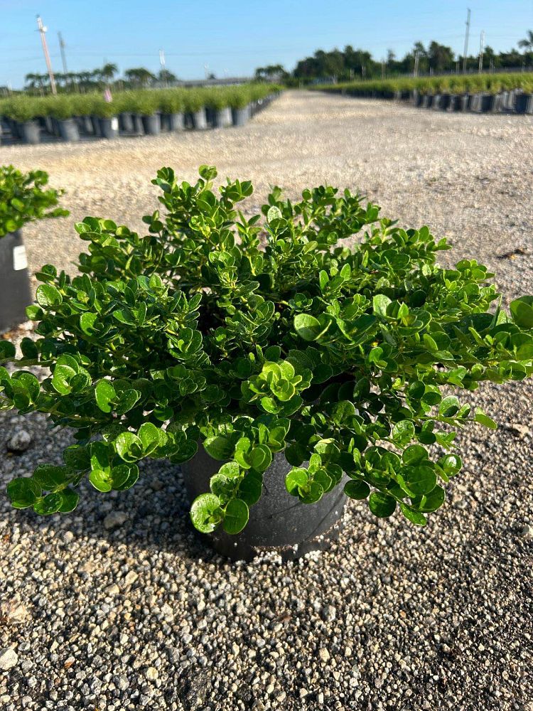 carissa-macrocarpa-emerald-blanket-natal-plum-carissa-grandiflora