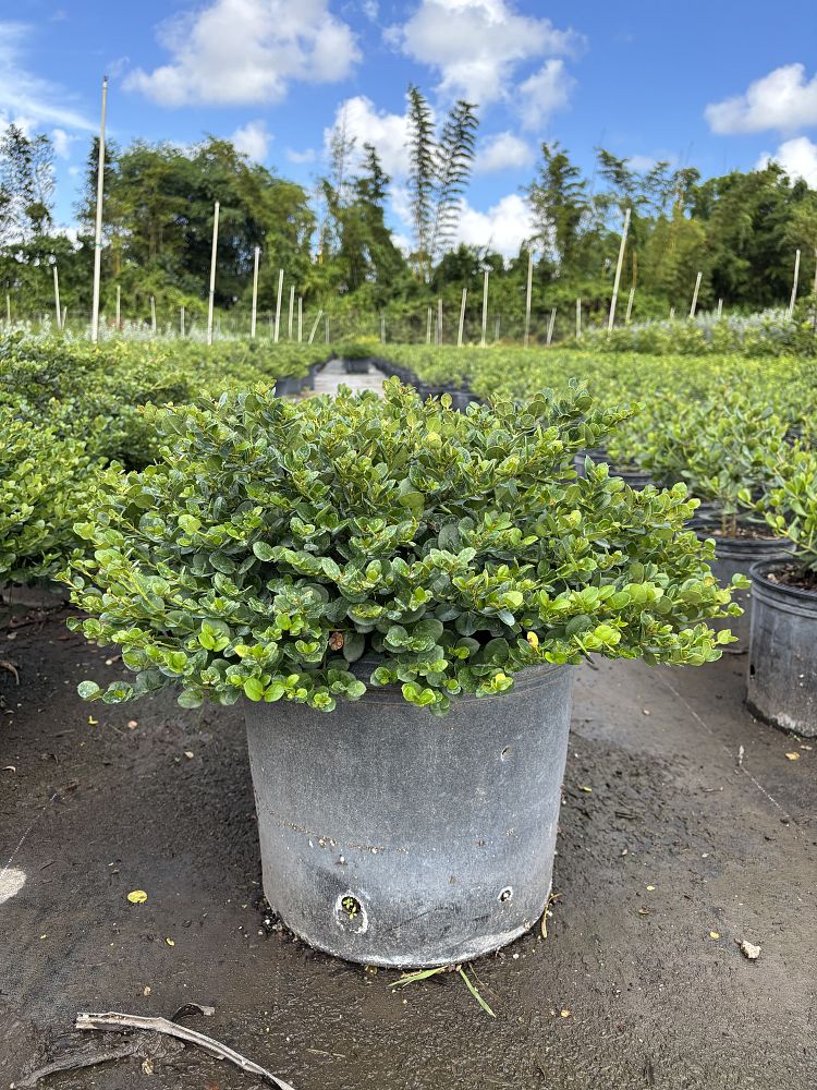 carissa-macrocarpa-emerald-blanket-natal-plum-carissa-grandiflora