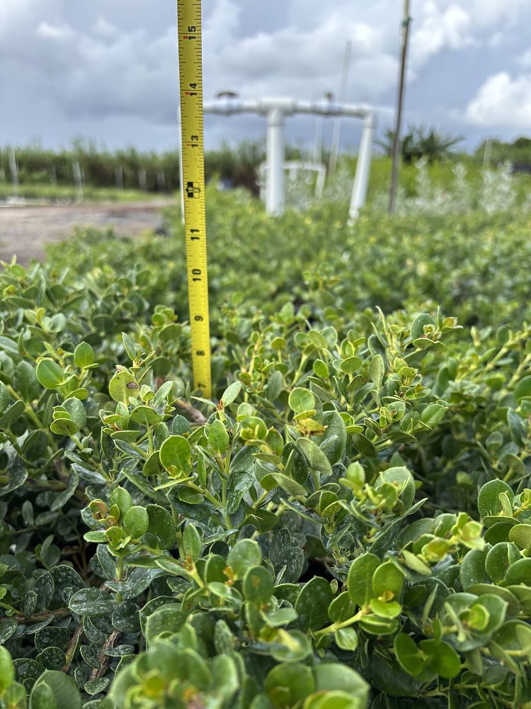 carissa-macrocarpa-emerald-blanket-natal-plum-carissa-grandiflora