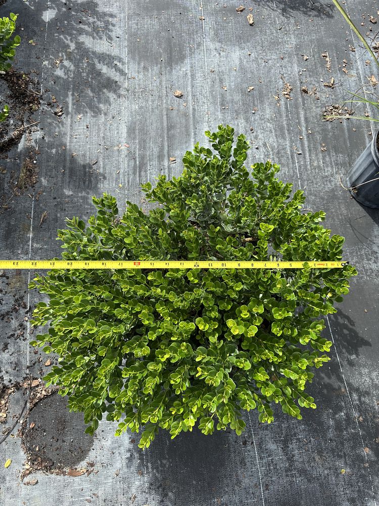 carissa-macrocarpa-emerald-blanket-natal-plum-carissa-grandiflora