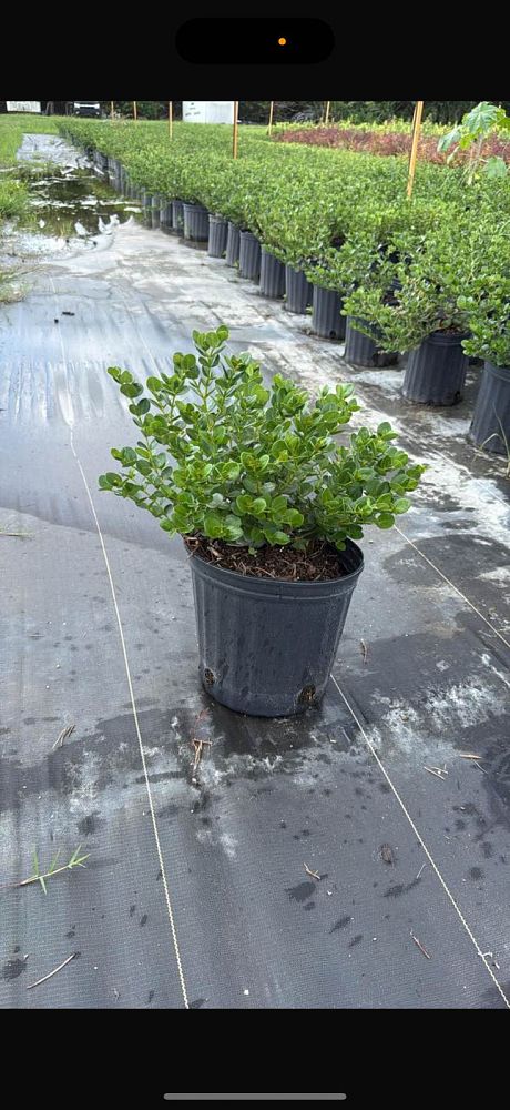 carissa-macrocarpa-emerald-blanket-natal-plum-carissa-grandiflora