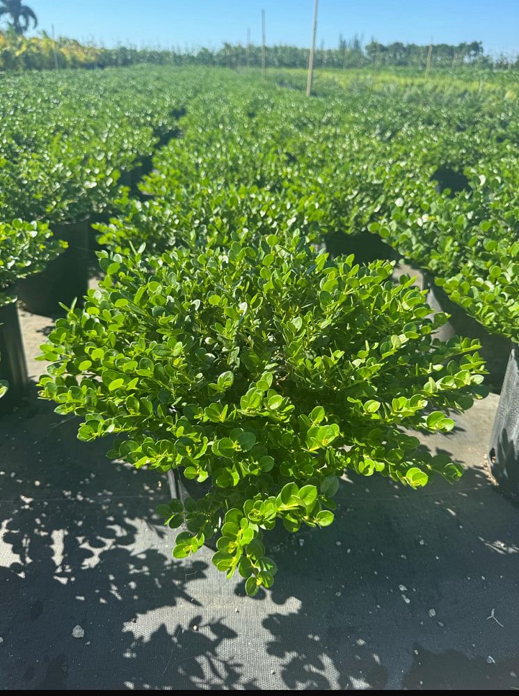 carissa-macrocarpa-emerald-blanket-natal-plum-carissa-grandiflora