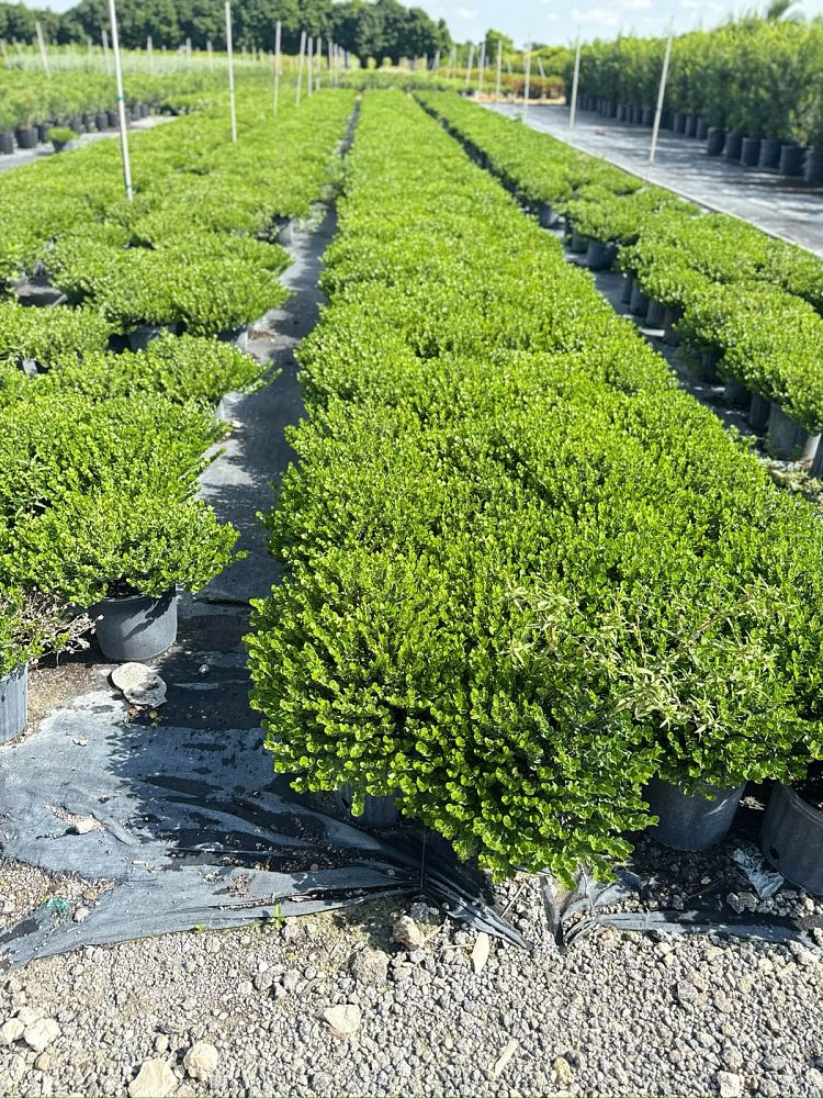 carissa-macrocarpa-emerald-blanket-natal-plum-carissa-grandiflora