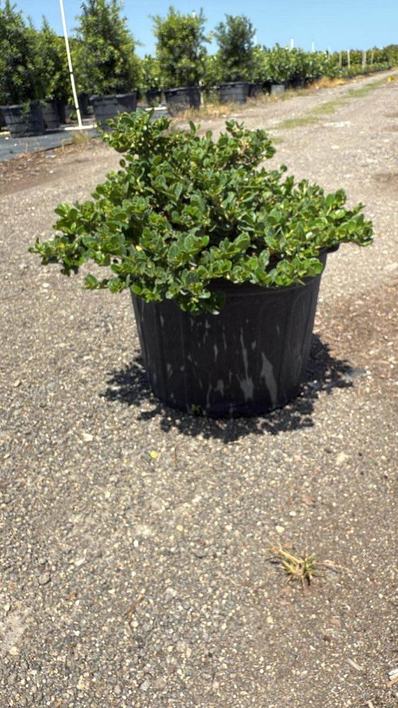 carissa-macrocarpa-emerald-blanket-natal-plum-carissa-grandiflora