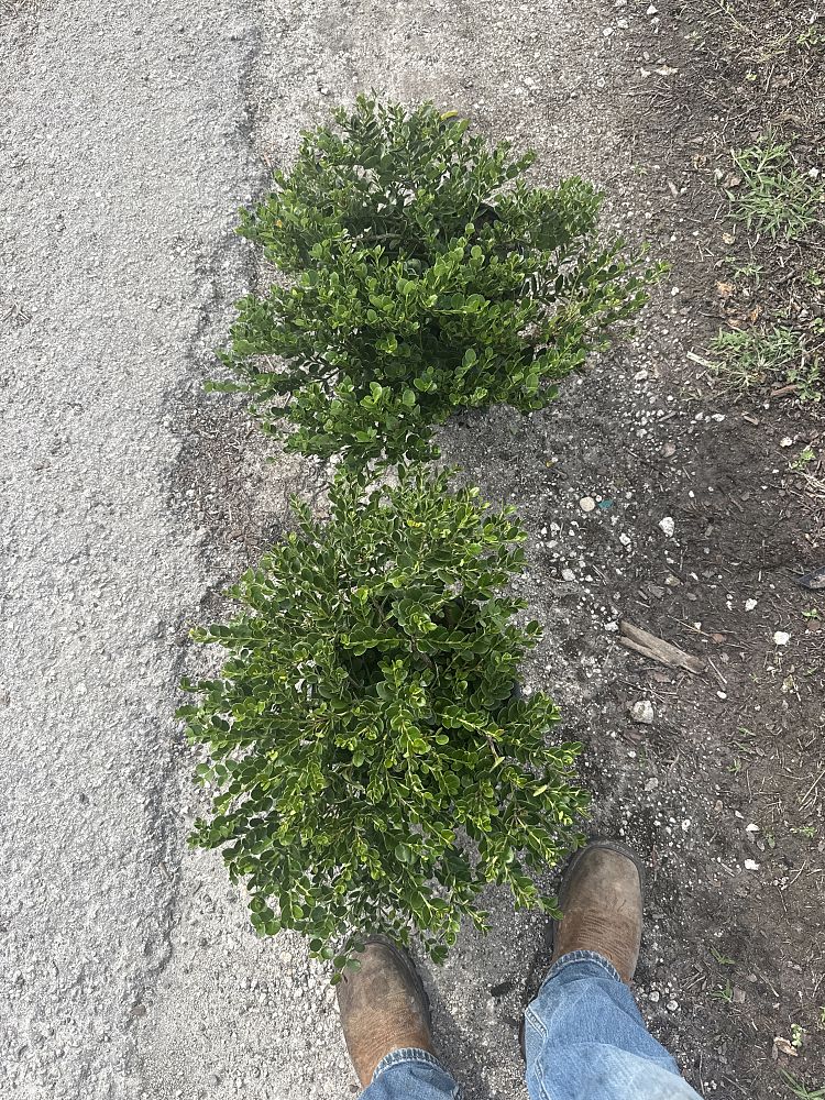 carissa-macrocarpa-emerald-blanket-natal-plum-carissa-grandiflora