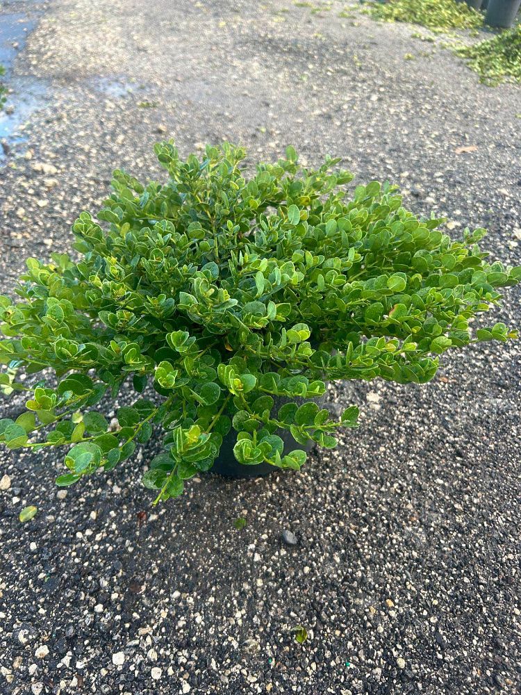 carissa-macrocarpa-emerald-blanket-natal-plum-carissa-grandiflora