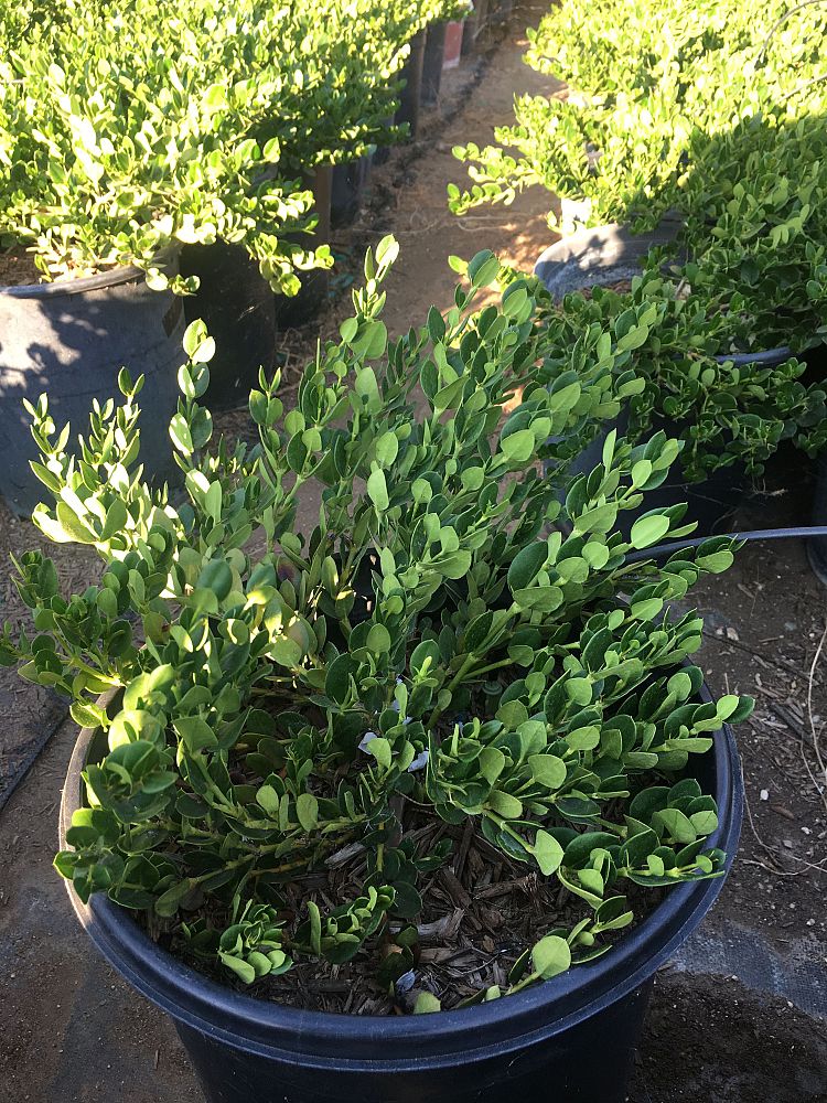 carissa-macrocarpa-green-carpet-natal-plum-carissa-grandiflora