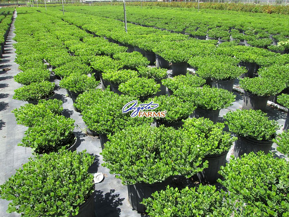 carissa-macrocarpa-natal-plum-carissa-grandiflora