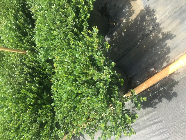 carissa-macrocarpa-natal-plum-carissa-grandiflora